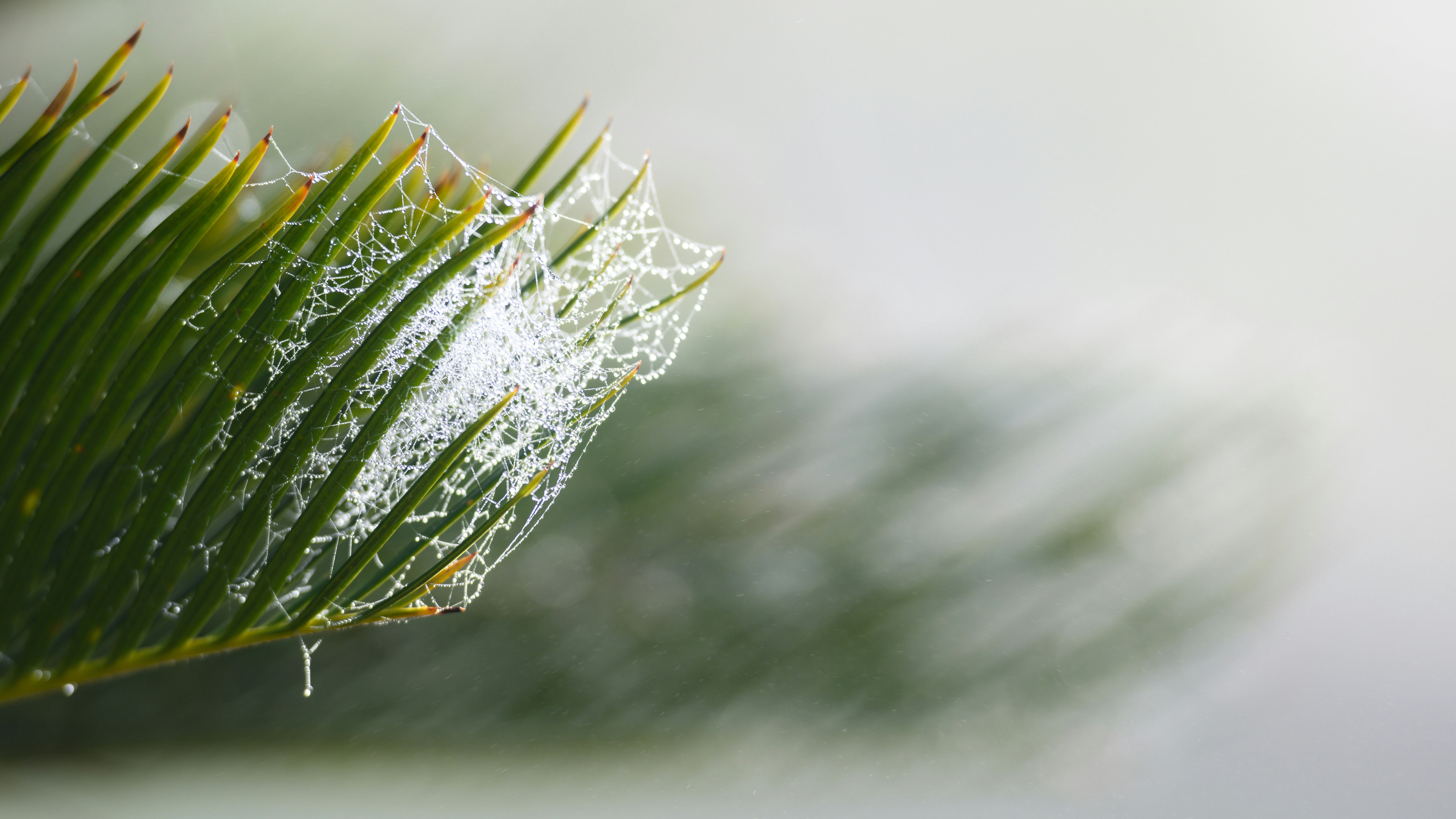 water droplets on green leaf